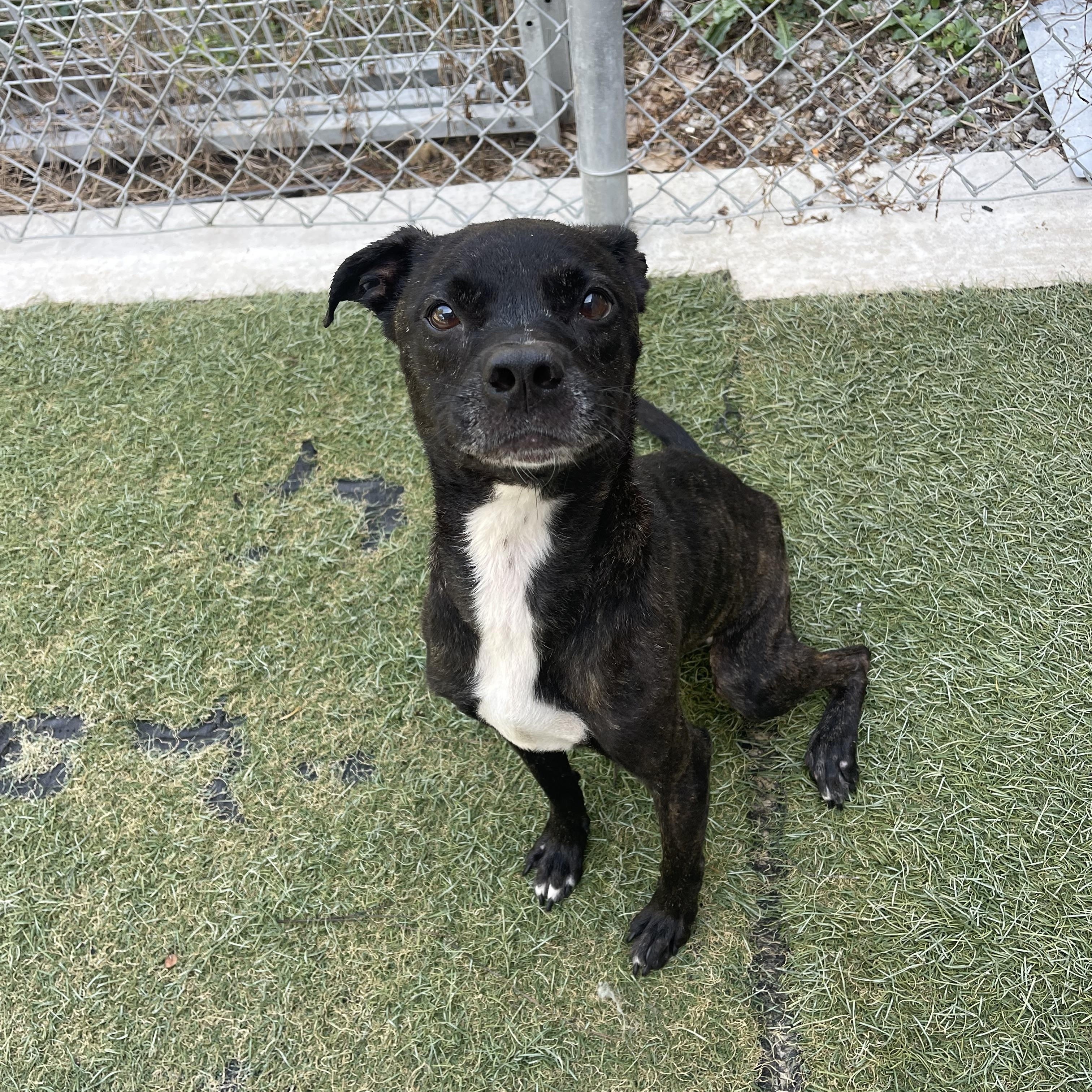 Sweetie, a Adoptable mixed breed in Baton Rouge, LA image 5/6