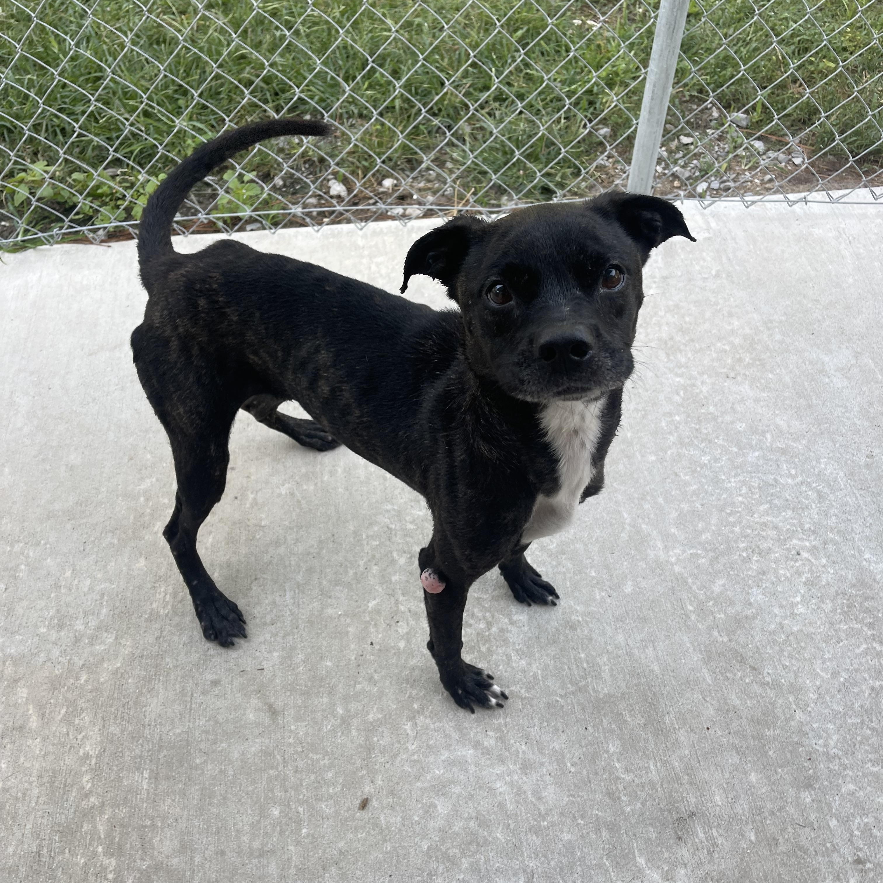 Sweetie, a Adoptable mixed breed in Baton Rouge, LA image 6/6