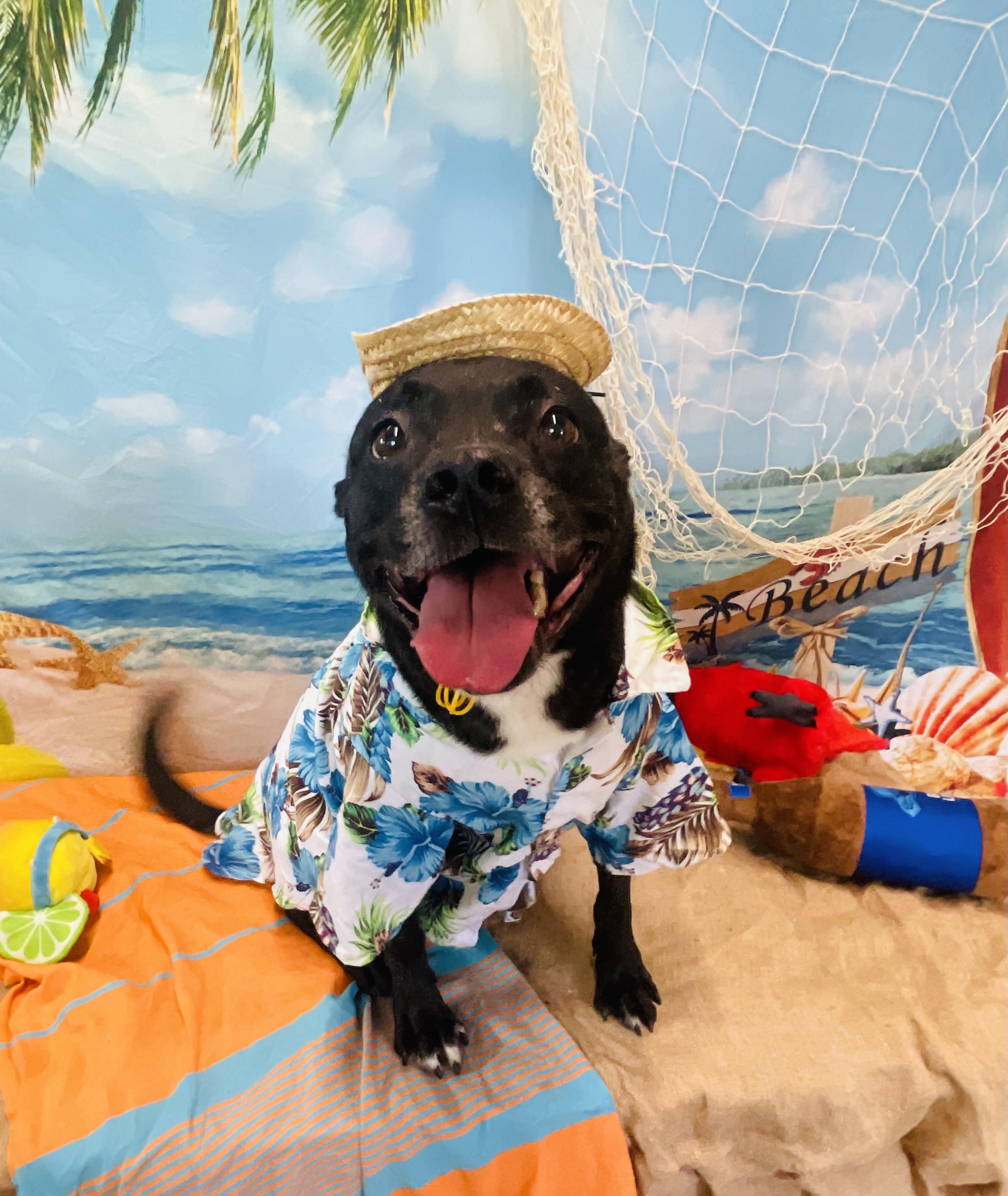 Enlarge Sweetie, a Adoptable mixed breed in Baton Rouge, LA image 1/6