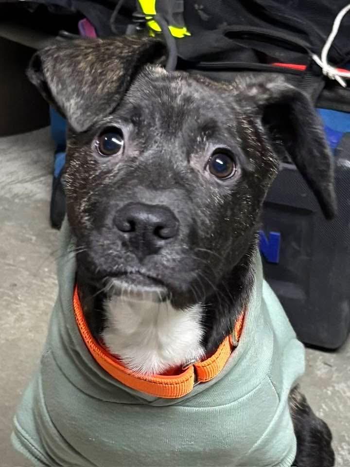 Enlarge Nick, a ADOPTABLE mixed breed in Cherry Valley, MA image 2/2