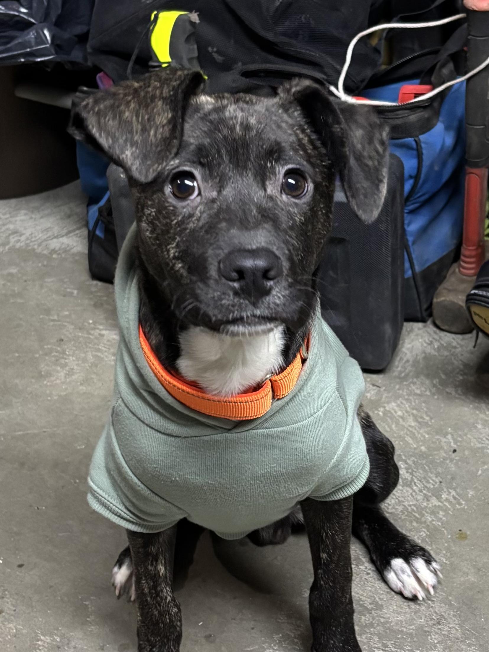 Enlarge Nick, a ADOPTABLE mixed breed in Cherry Valley, MA image 1/2