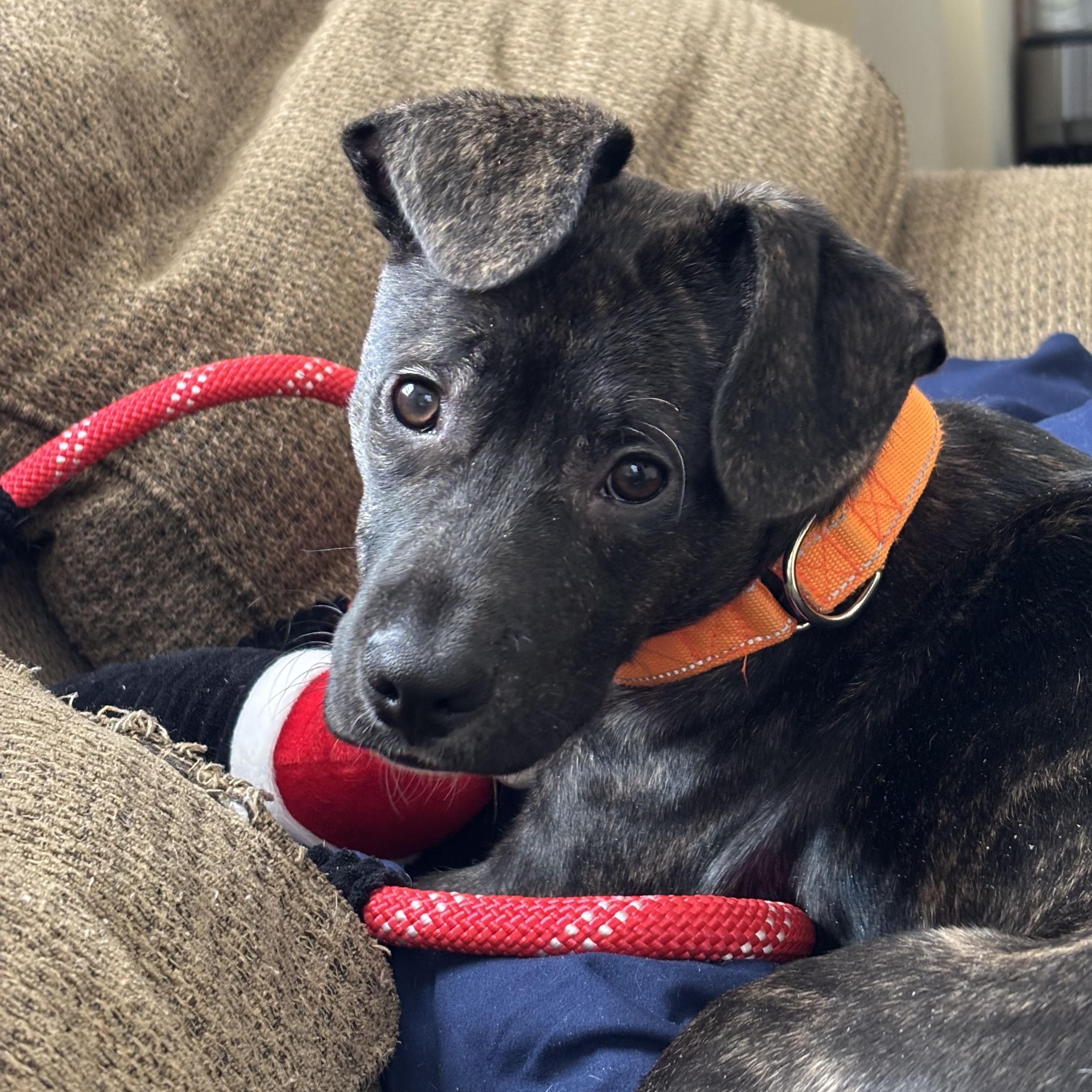 Enlarge Nick, a ADOPTABLE mixed breed in Cherry Valley, MA image 4/4
