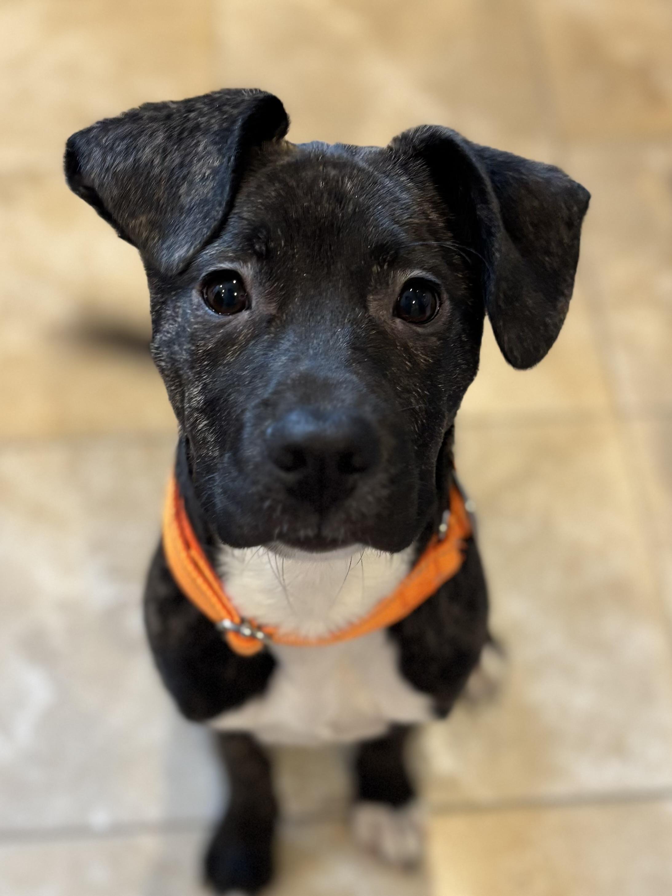 Nick, ADOPTABLE, Young Male Black Labrador Retriever & Terrier.