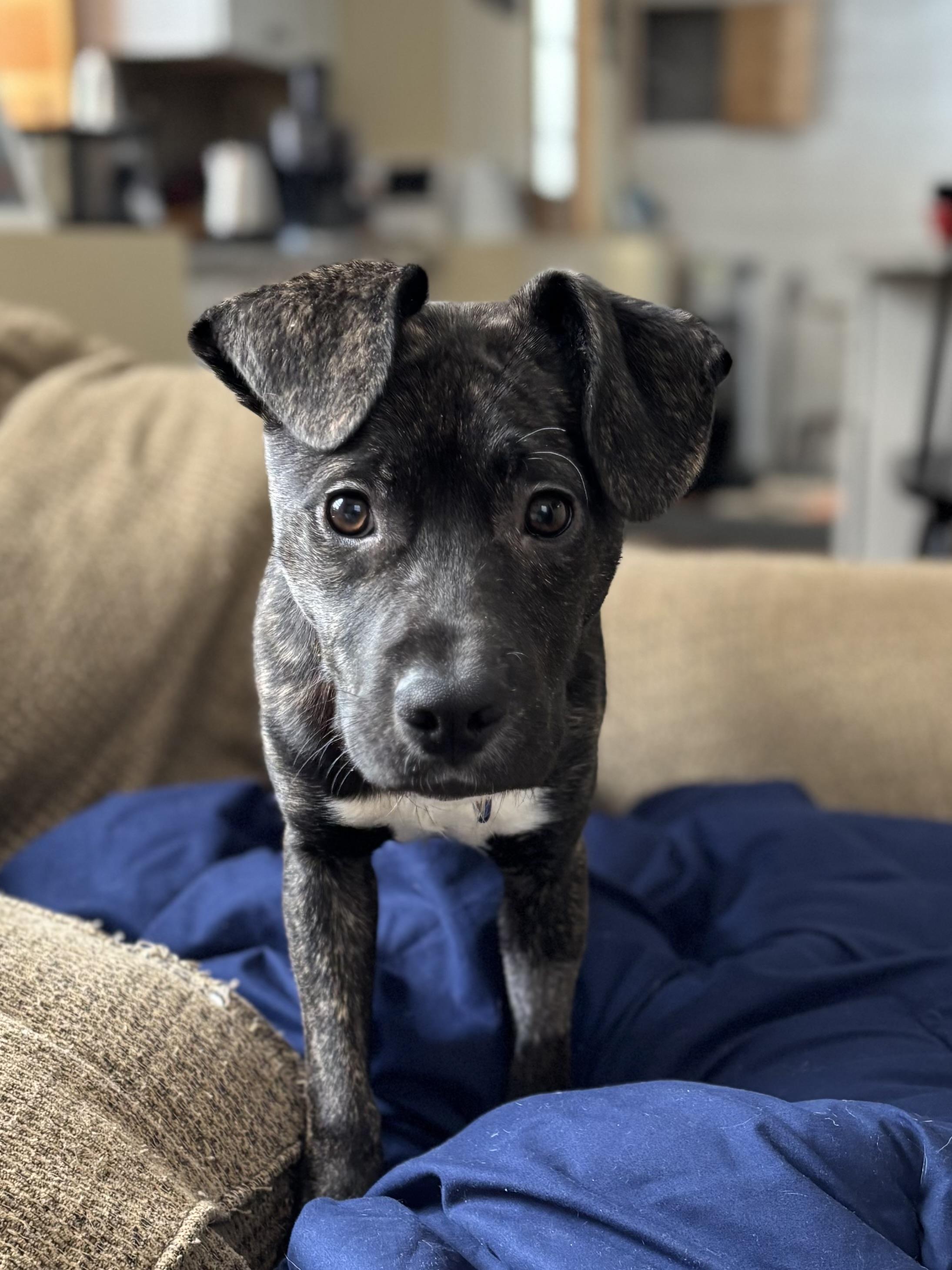 Enlarge Nick, a ADOPTABLE mixed breed in Cherry Valley, MA image 2/4