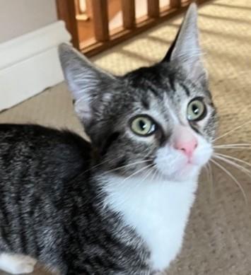 Enlarge SocksBe, a Adoptable mixed breed in Fair Oaks, CA image 1/1