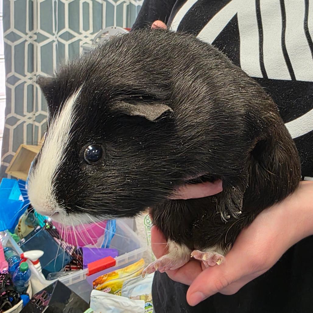Apollo, Adoptable, Adult Male Guinea Pig.