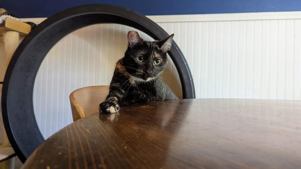 Bryan, Adoptable, Young Female Domestic Short Hair.