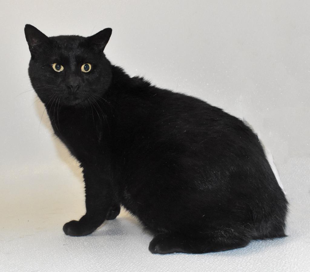Biggie, Adoptable, Adult Male Domestic Short Hair.
