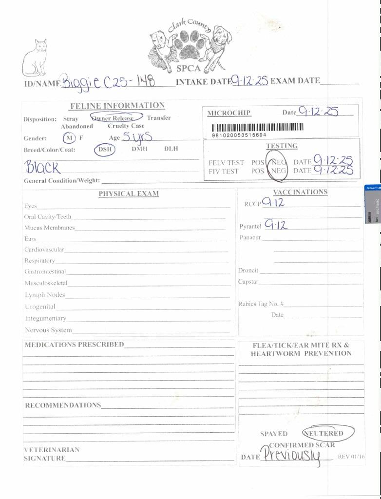 Enlarge Biggie, a Adoptable mixed breed in Springfield, OH image 2/3