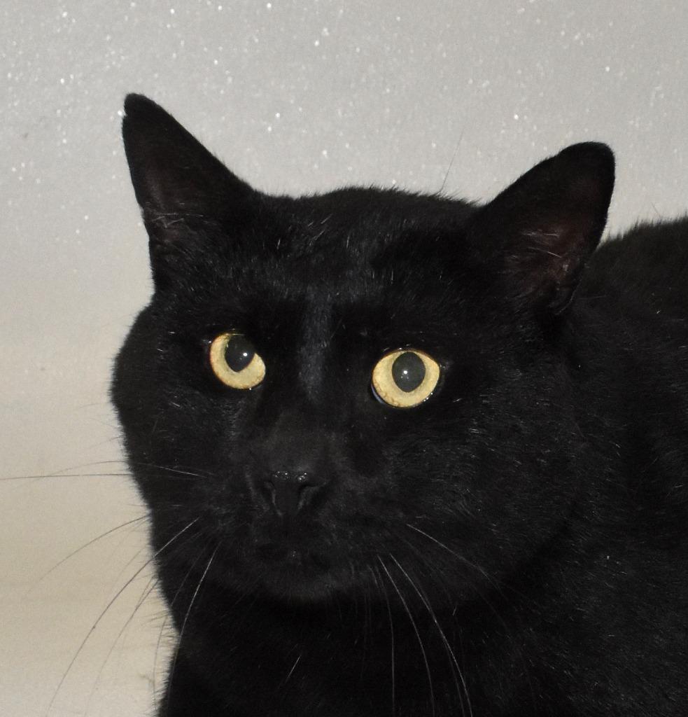 Enlarge Biggie, a Adoptable mixed breed in Springfield, OH image 3/3