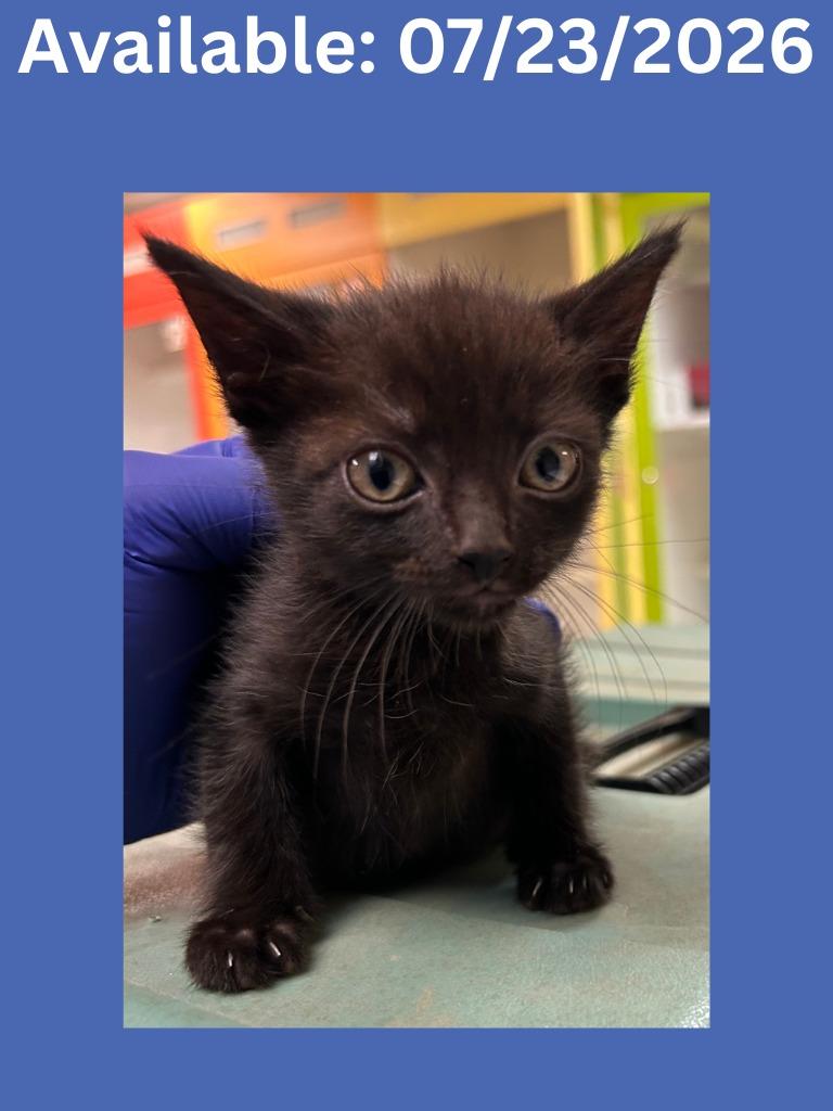 Cat Condo # 24, Adoptable, Kitten Male Domestic Short Hair.