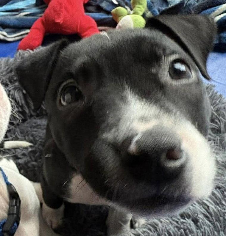 BOURNVILLE, Adopted, Puppy Female Border Collie & American Bulldog.