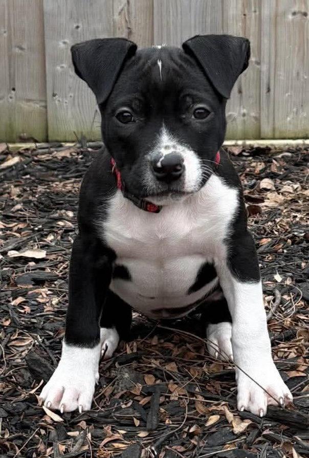 Enlarge BOURNVILLE, a Adopted mixed breed in Minesing, ON image 2/3