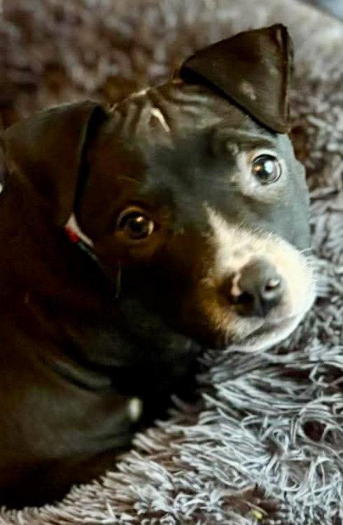Enlarge BOURNVILLE, a Adopted mixed breed in Minesing, ON image 3/3