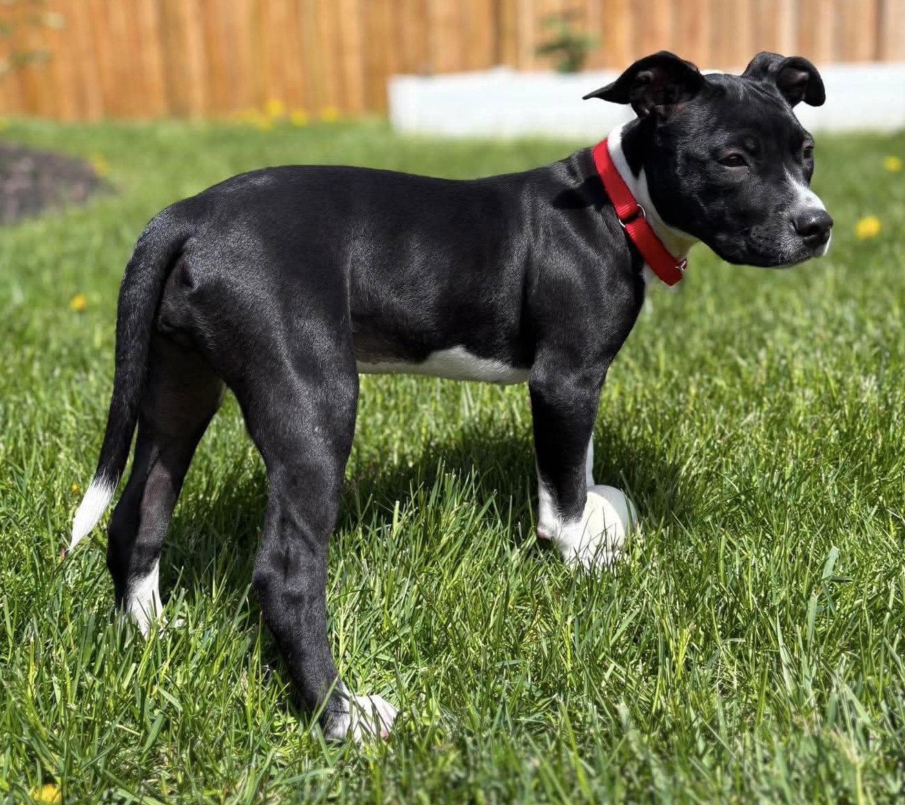 BOURNVILLE, Adopted, Puppy Female Border Collie & American Bulldog.