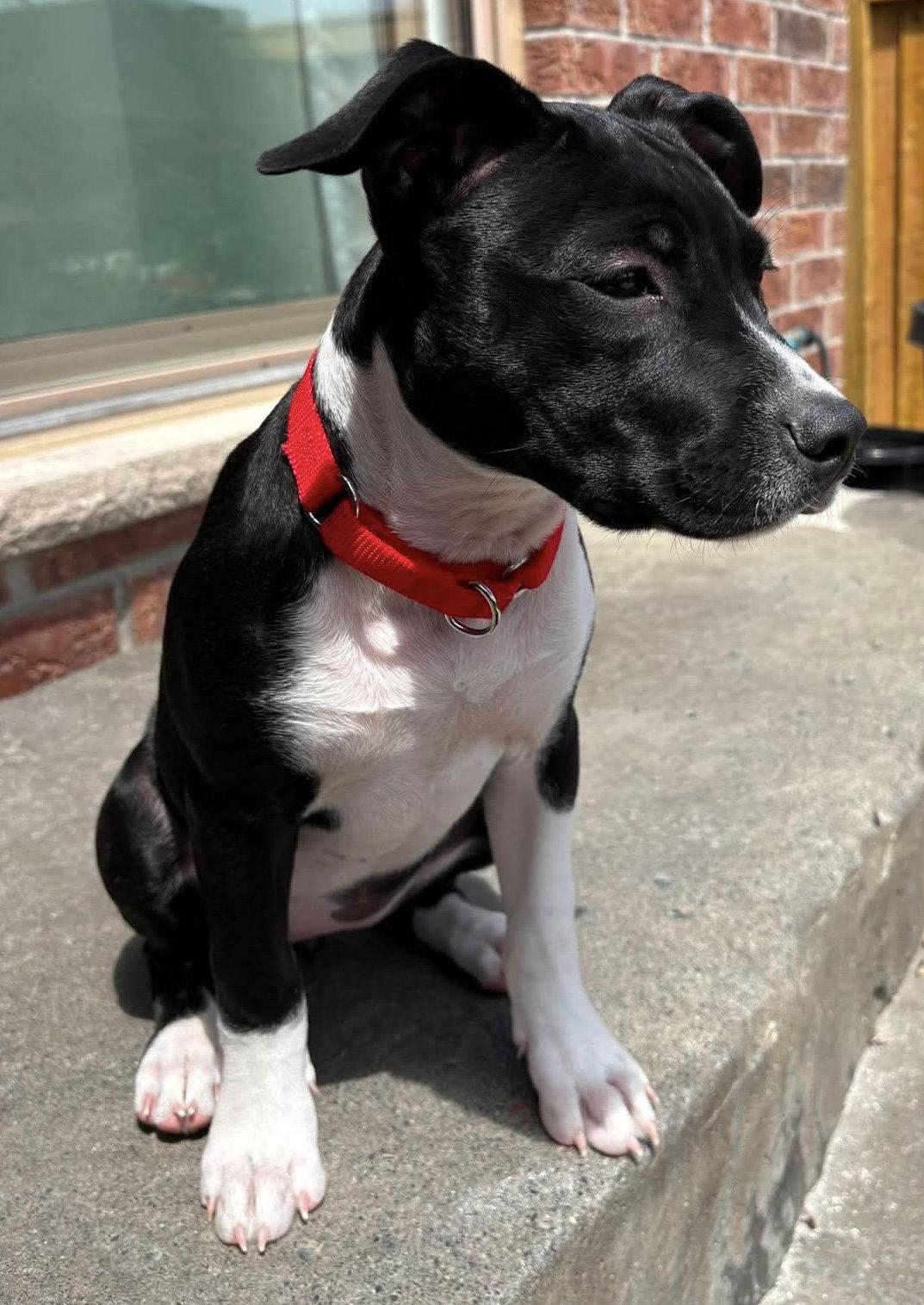 BOURNVILLE, a Adopted mixed breed in Minesing, ON image 3/3