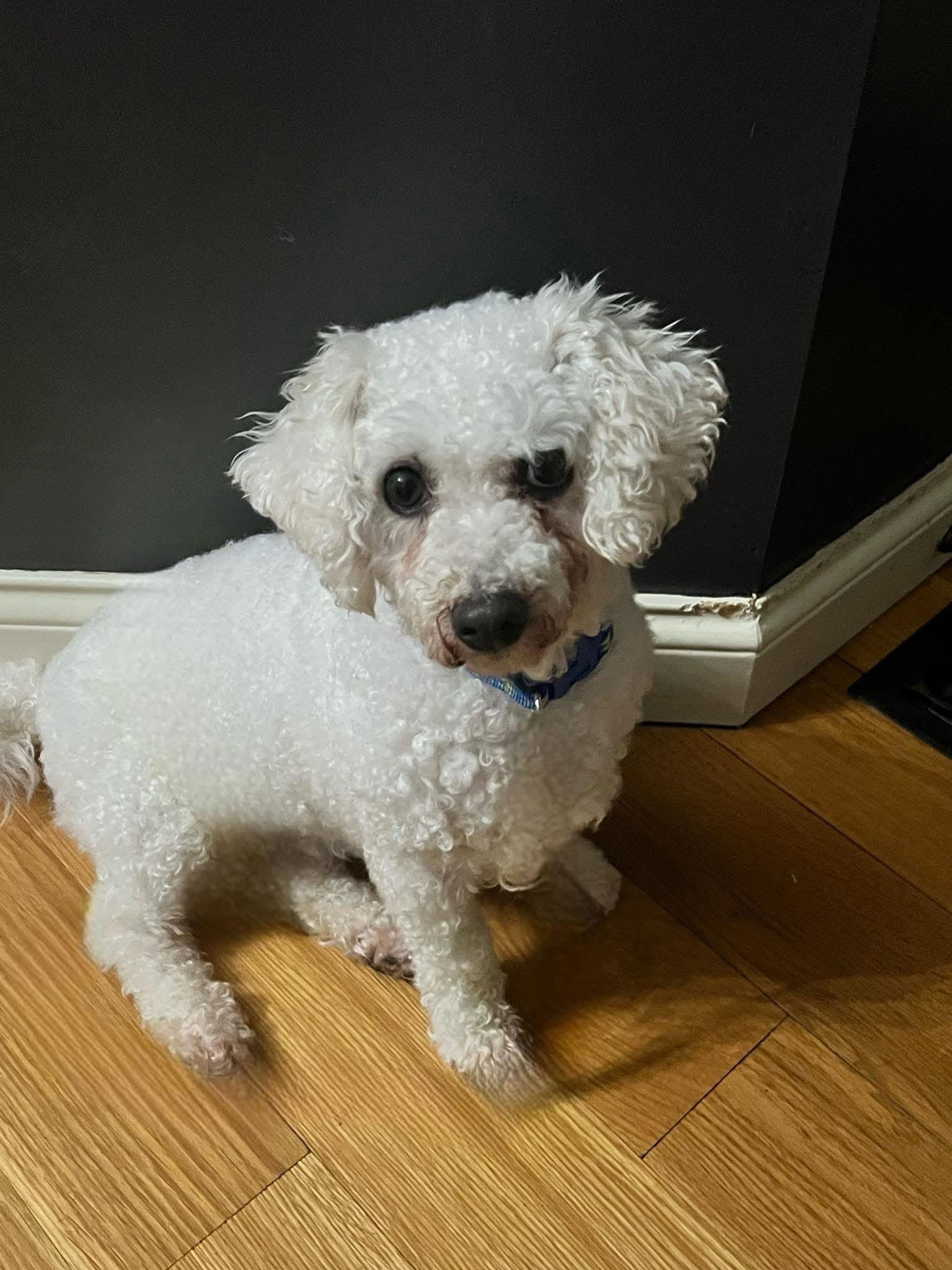 Enlarge Lady Bird, a Adoptable Bichon Frise in New Albany, OH image 1/3