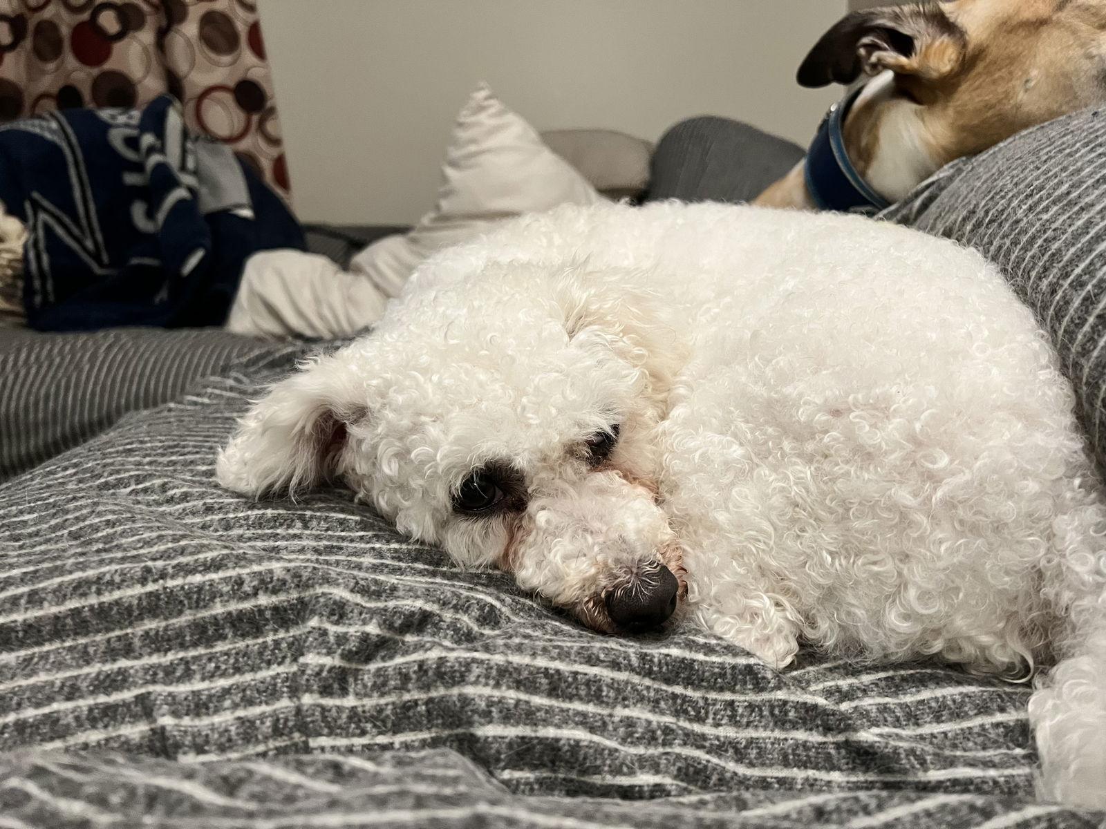 Enlarge Lady Bird, a Adoptable Bichon Frise in New Albany, OH image 2/3