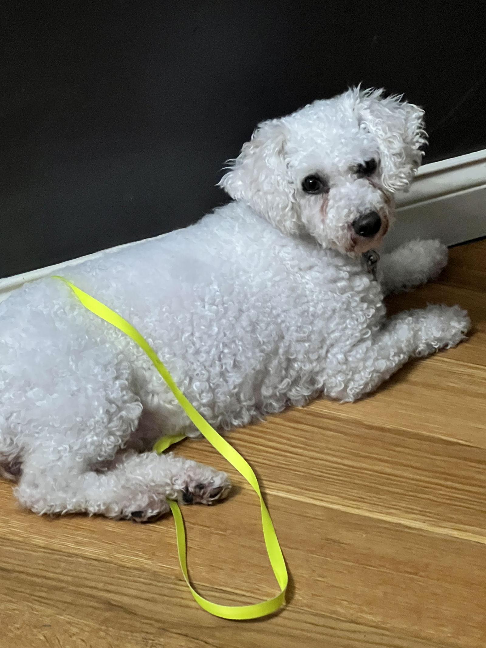 Enlarge Lady Bird, a Adoptable Bichon Frise in New Albany, OH image 3/3