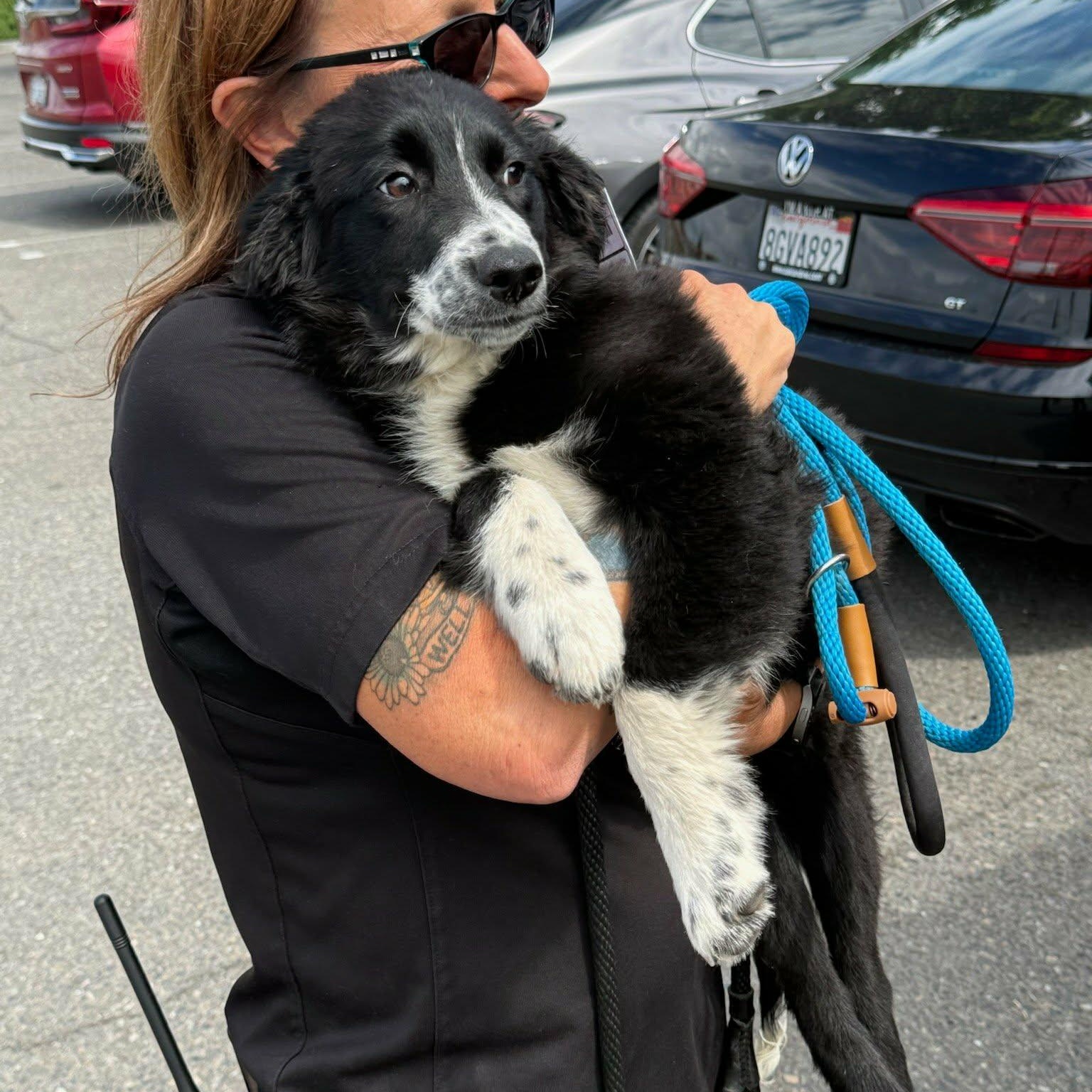 Enlarge Meadow, a ADOPTABLE mixed breed in Petaluma, CA image 1/1