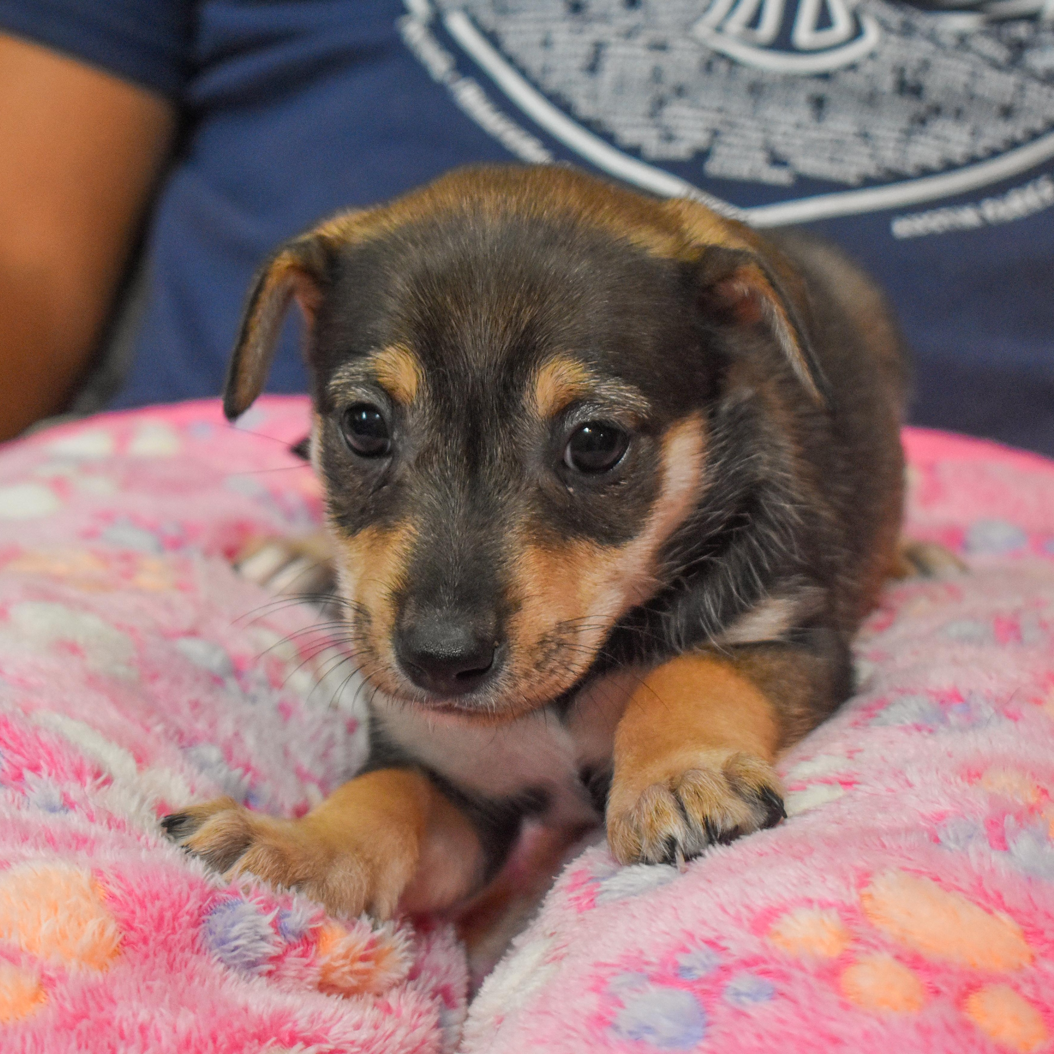 Buttercup — thumbnail 4