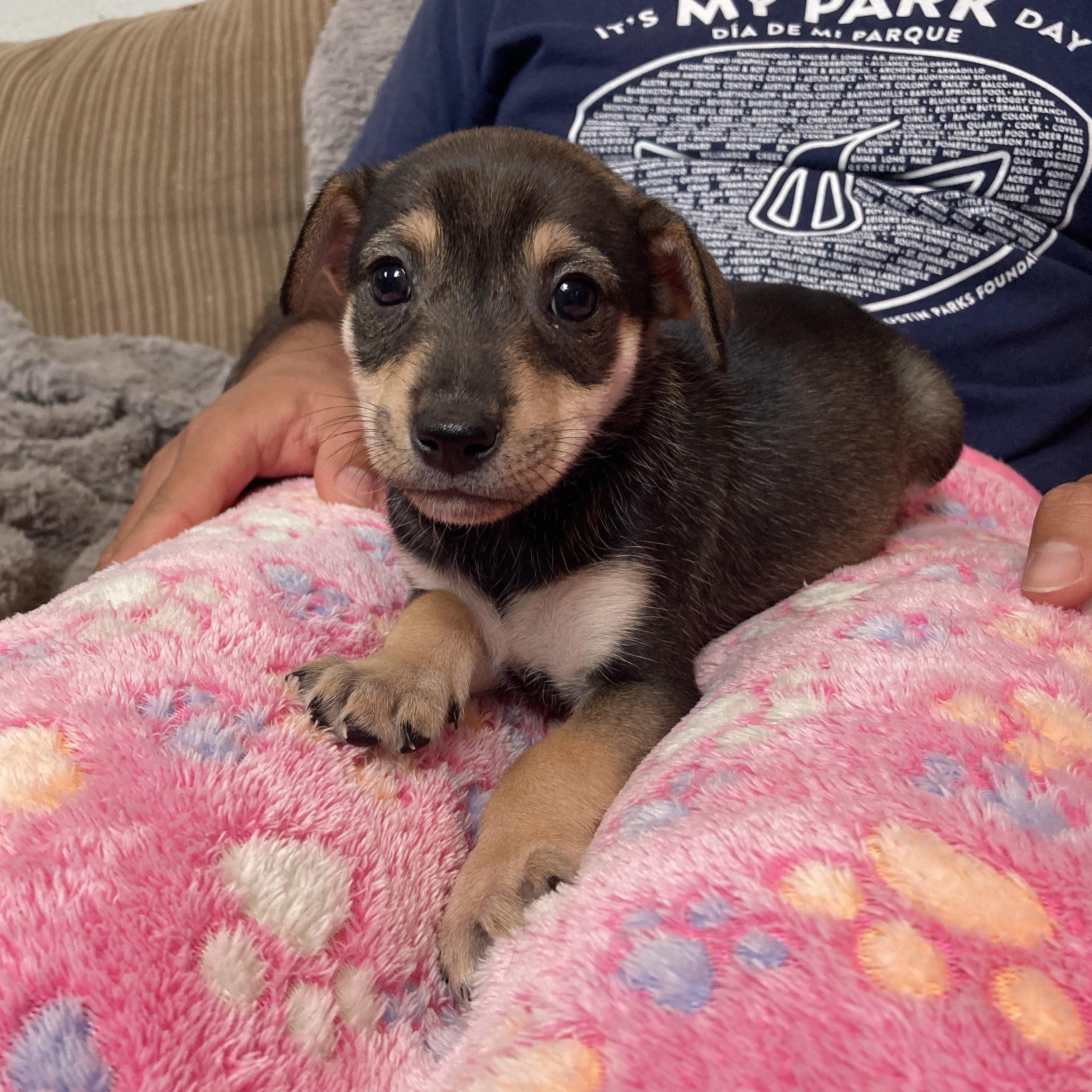 Buttercup — thumbnail 5