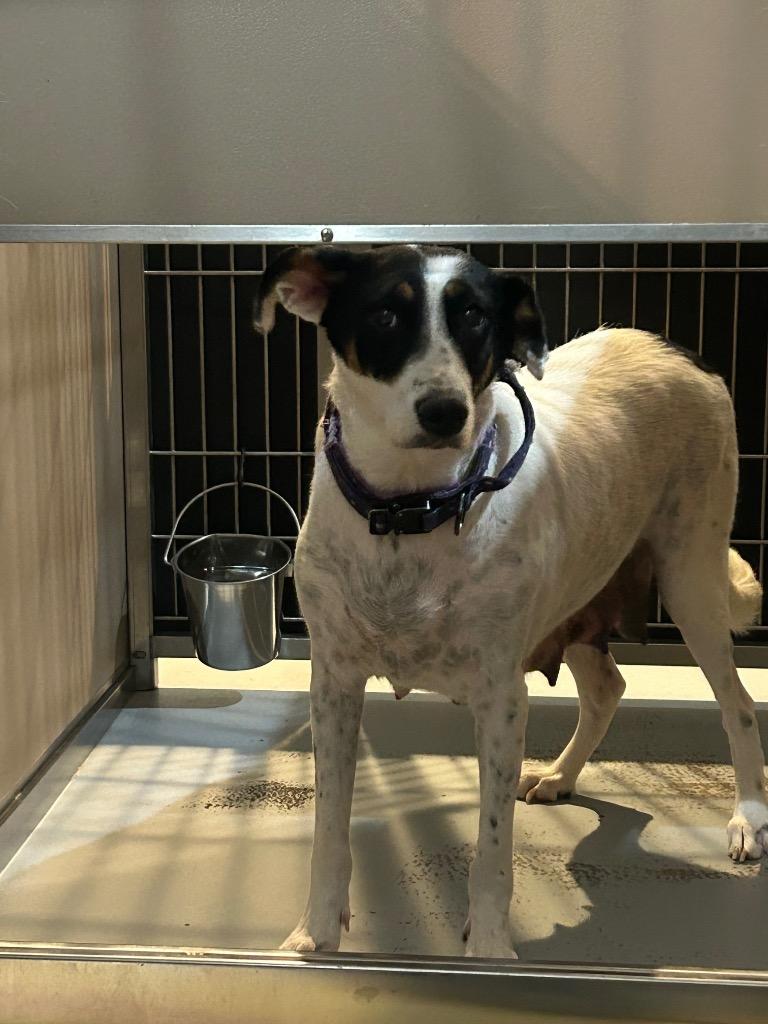 River, Adoptable, Adult Female Australian Cattle Dog / Blue Heeler & Bluetick Coonhound.