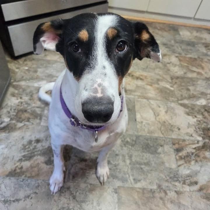 Enlarge River, a Adoptable mixed breed in Ashland, WI image 2/3