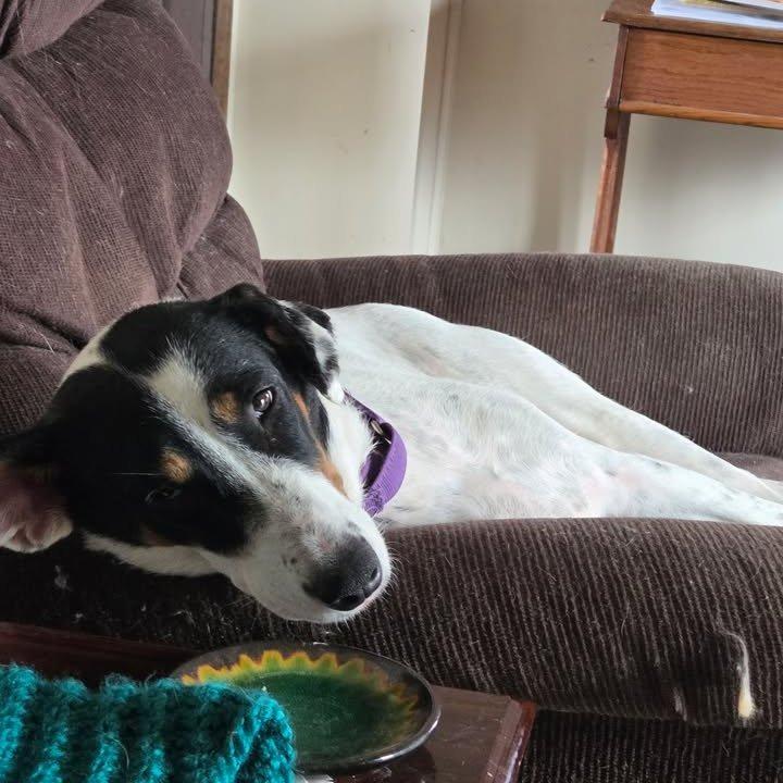 Enlarge River, a Adoptable mixed breed in Ashland, WI image 3/3