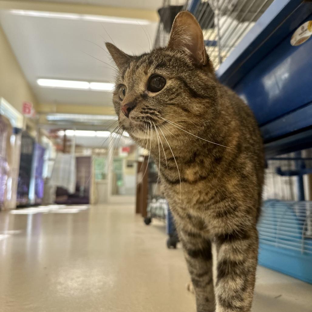 Enlarge Lucy, a Adoptable Domestic Short Hair in Bedford, NH image 1/5