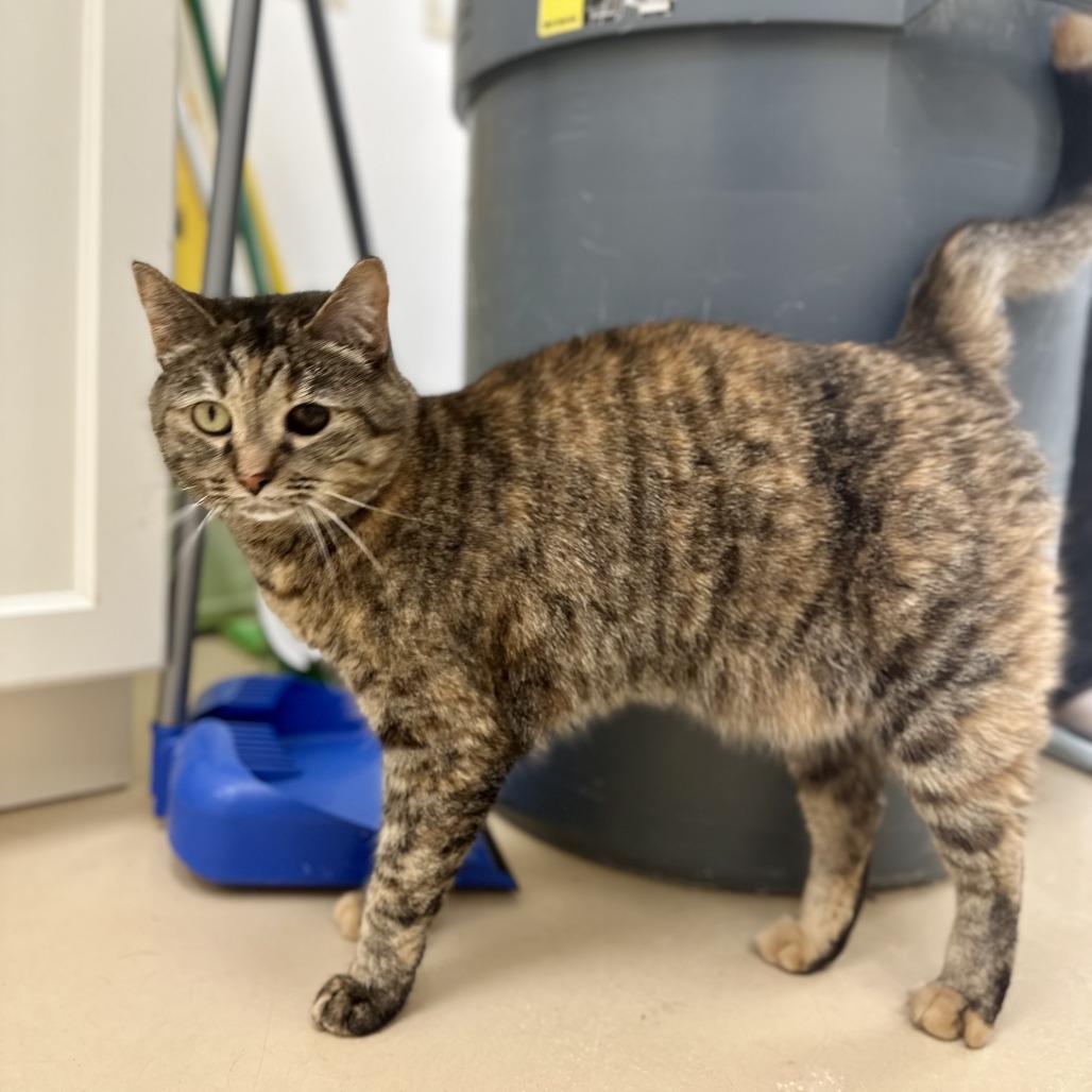Enlarge Lucy, a Adoptable Domestic Short Hair in Bedford, NH image 2/5