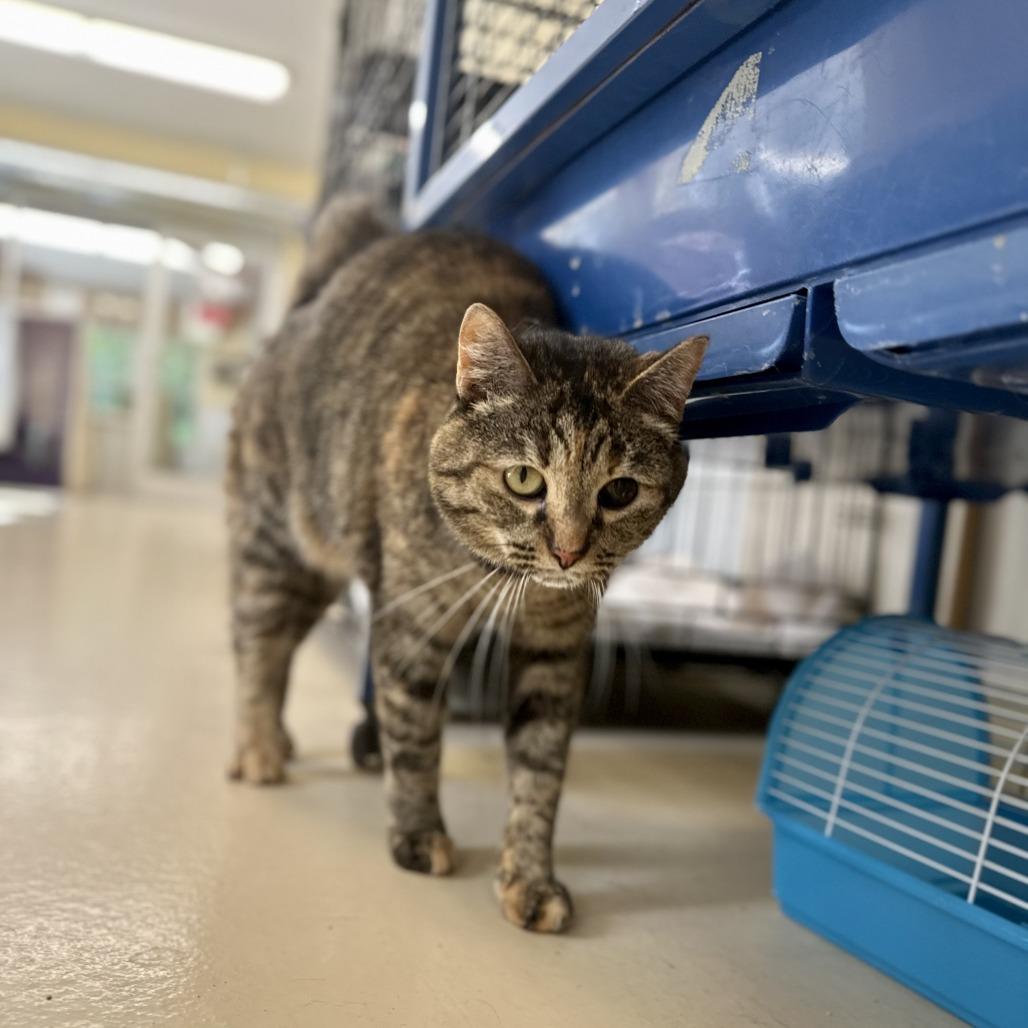 Enlarge Lucy, a Adoptable Domestic Short Hair in Bedford, NH image 3/5