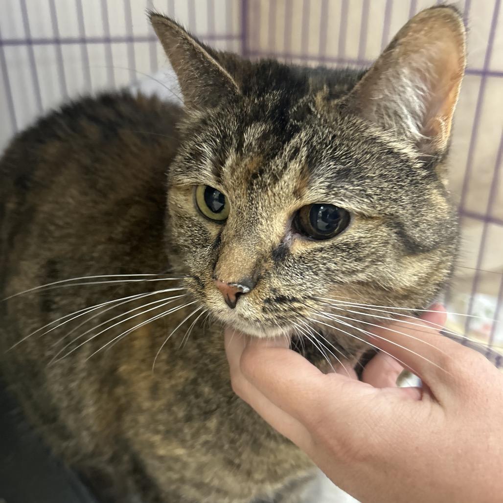 Enlarge Lucy, a Adoptable Domestic Short Hair in Bedford, NH image 4/5