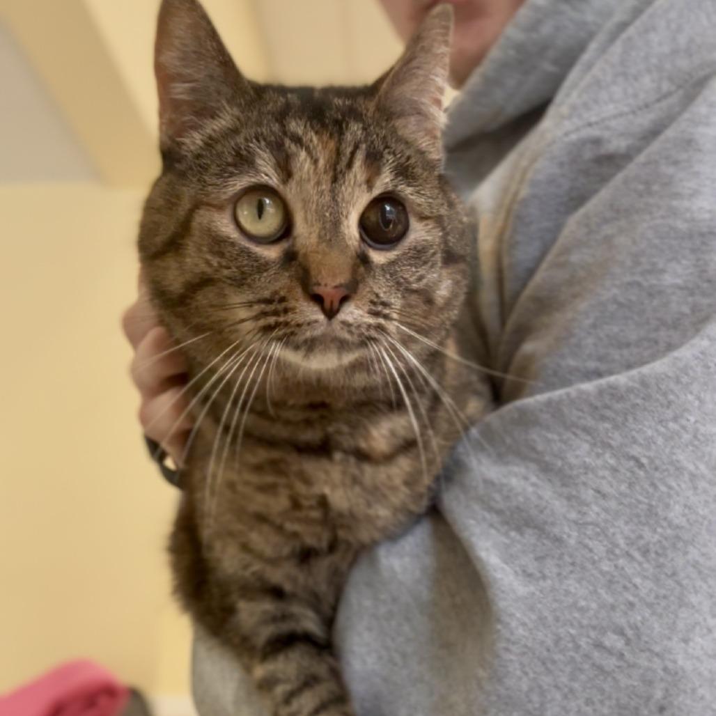 Enlarge Lucy, a Adoptable Domestic Short Hair in Bedford, NH image 5/5