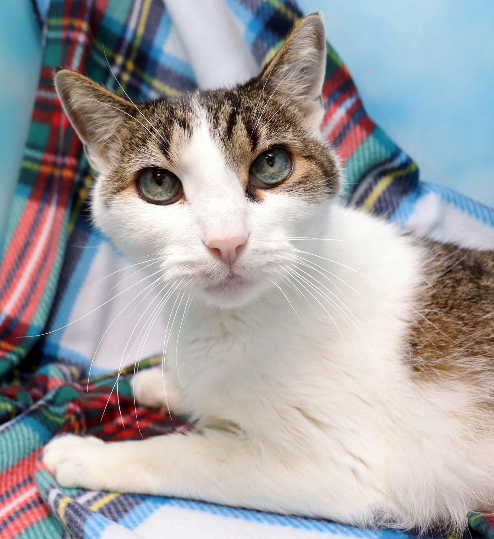 Cubbie, a ADOPTABLE Domestic Short Hair in Tierra Verde, FL image 1/3