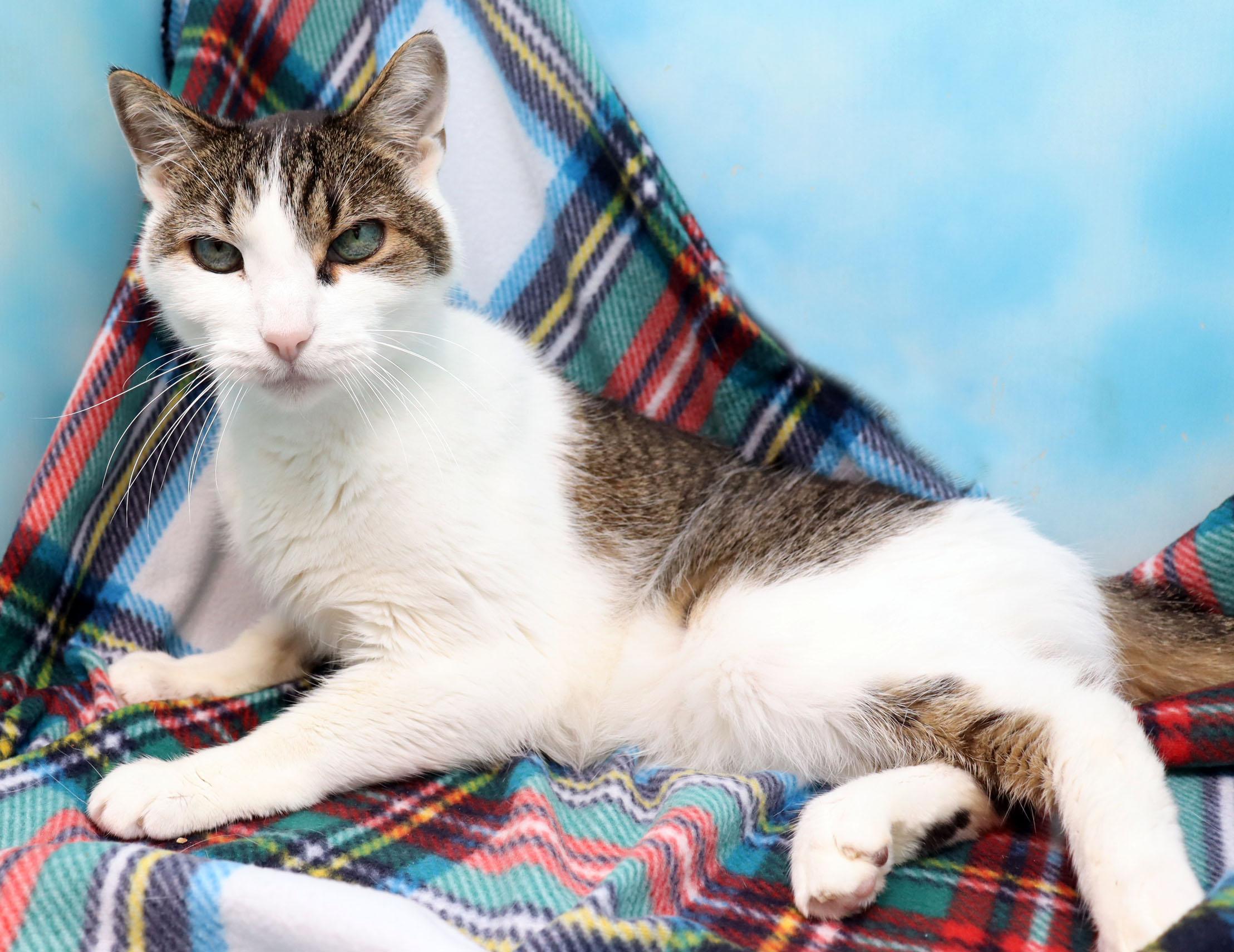 Cubbie, a ADOPTABLE Domestic Short Hair in Tierra Verde, FL image 2/3