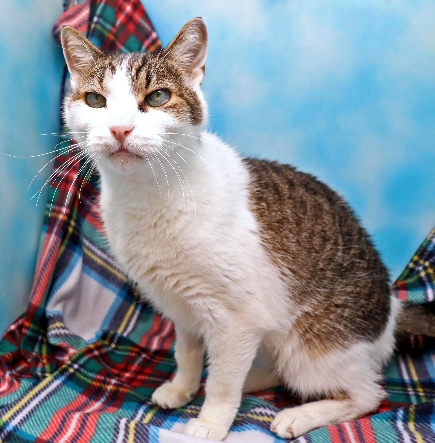 Cubbie, a ADOPTABLE Domestic Short Hair in Tierra Verde, FL image 3/3