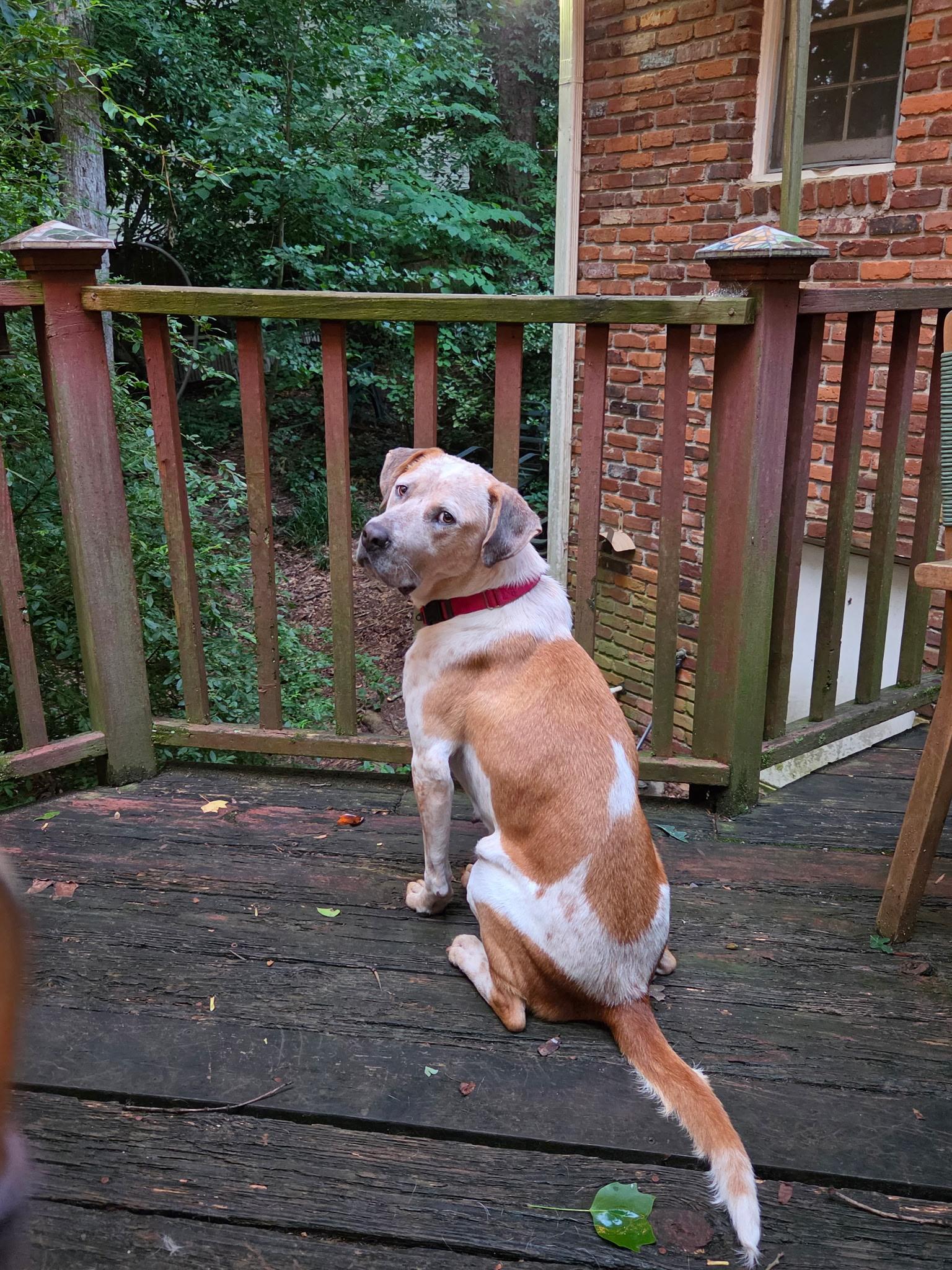Amber, a ADOPTABLE mixed breed in Cumming, GA image 5/6