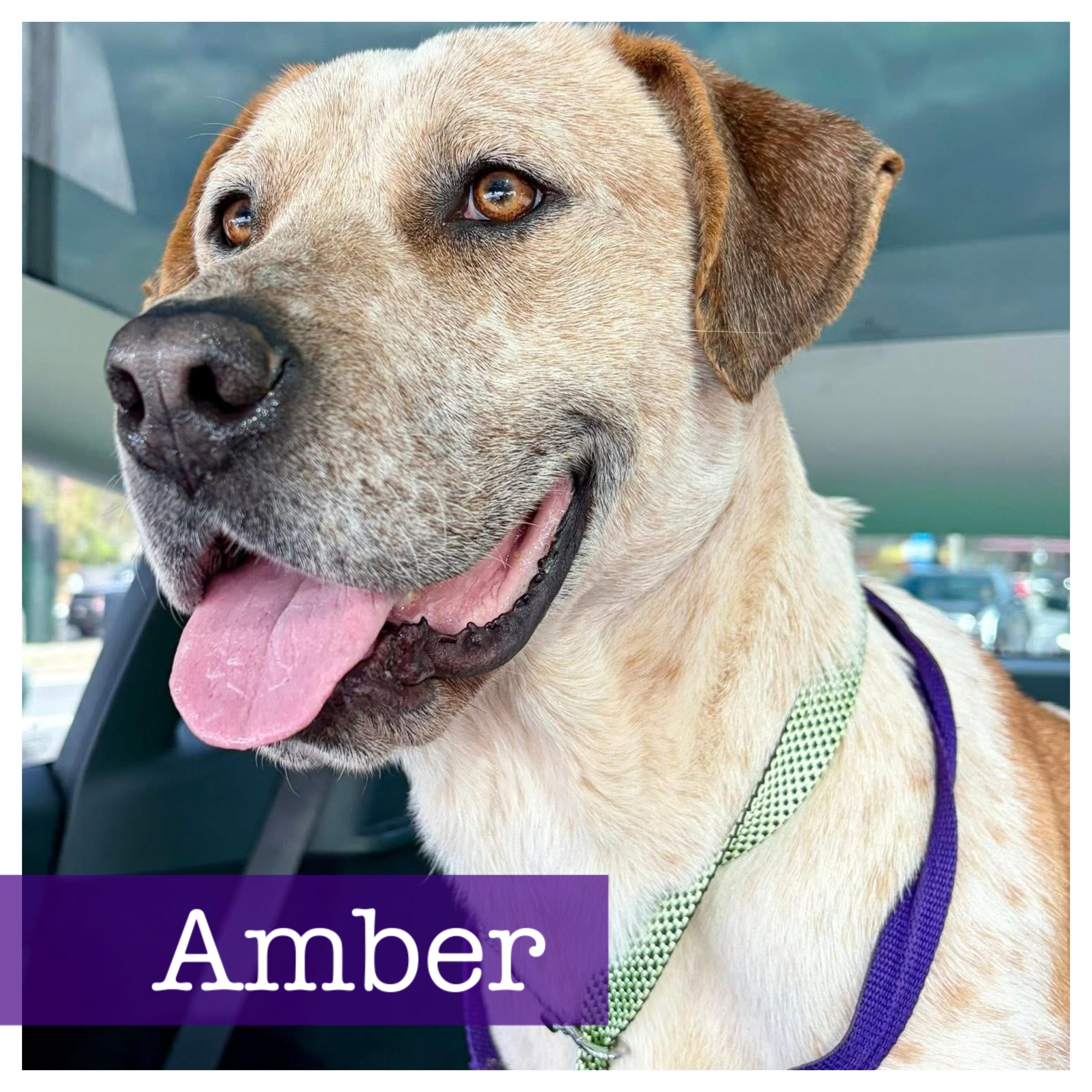 Enlarge Amber, a ADOPTABLE mixed breed in Cumming, GA image 1/5