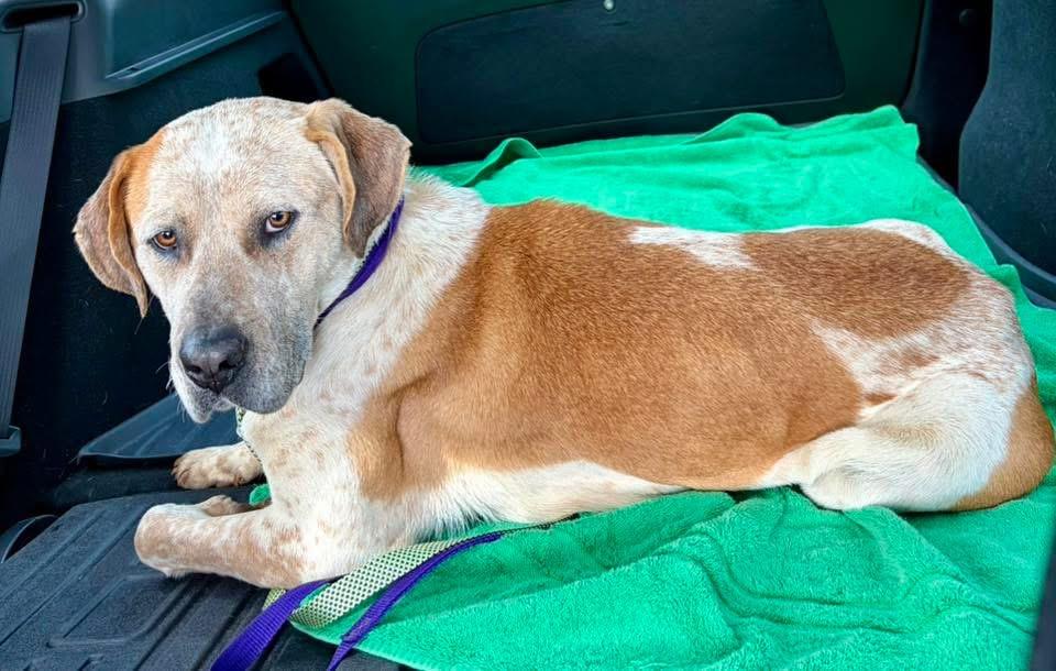 Enlarge Amber, a ADOPTABLE mixed breed in Cumming, GA image 3/5