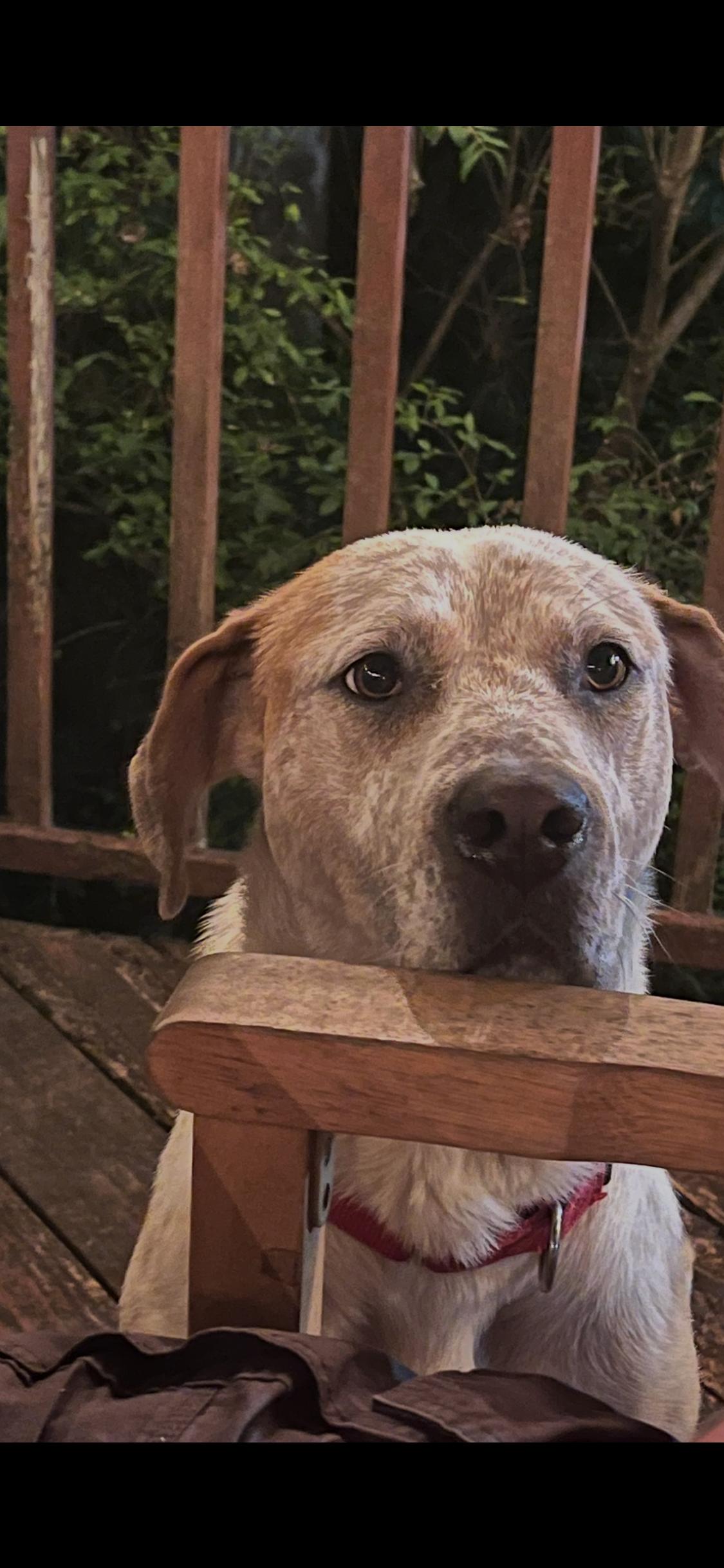 Amber, a ADOPTABLE mixed breed in Cumming, GA image 3/6