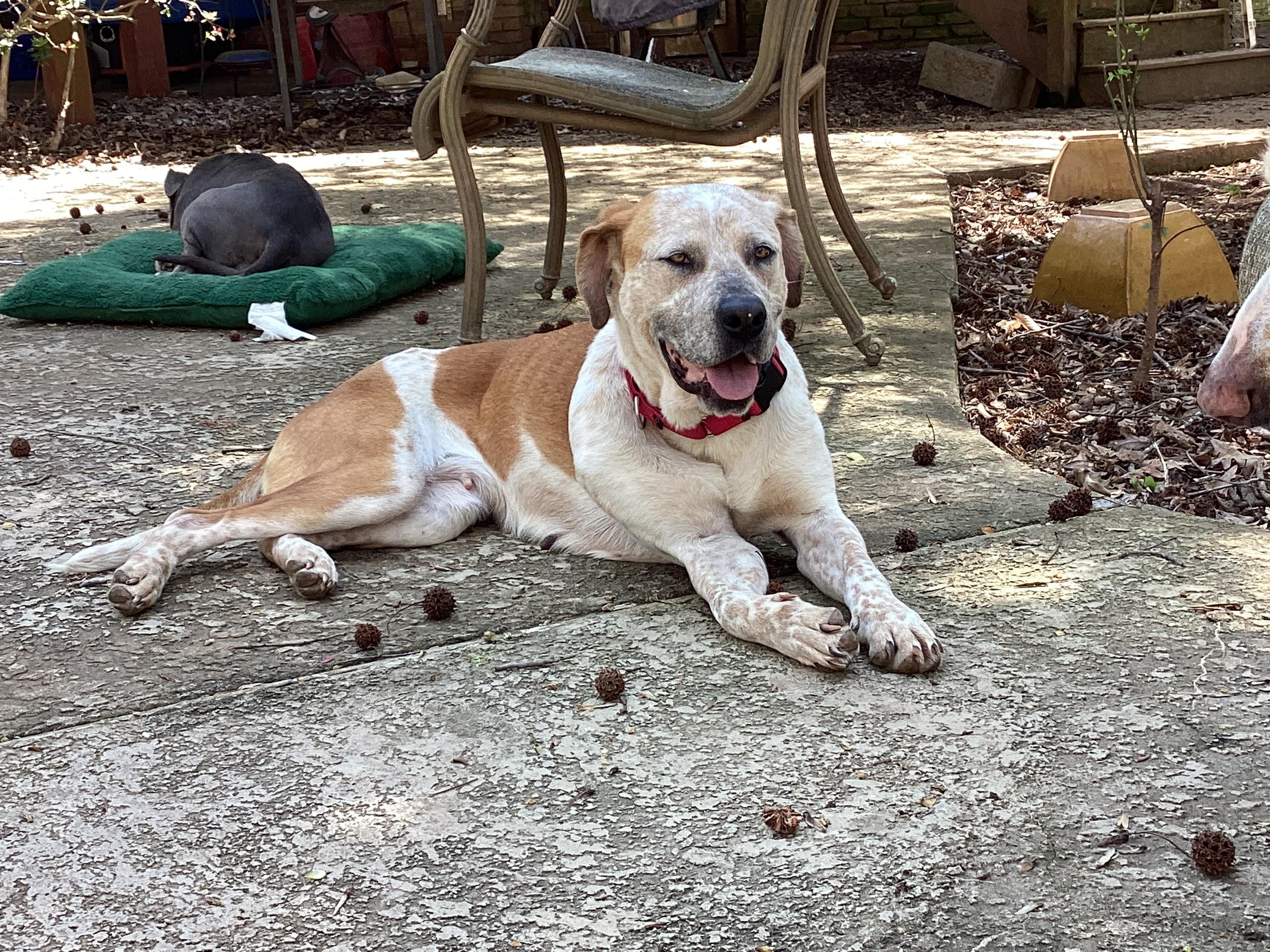 Amber, a ADOPTABLE mixed breed in Cumming, GA image 2/6