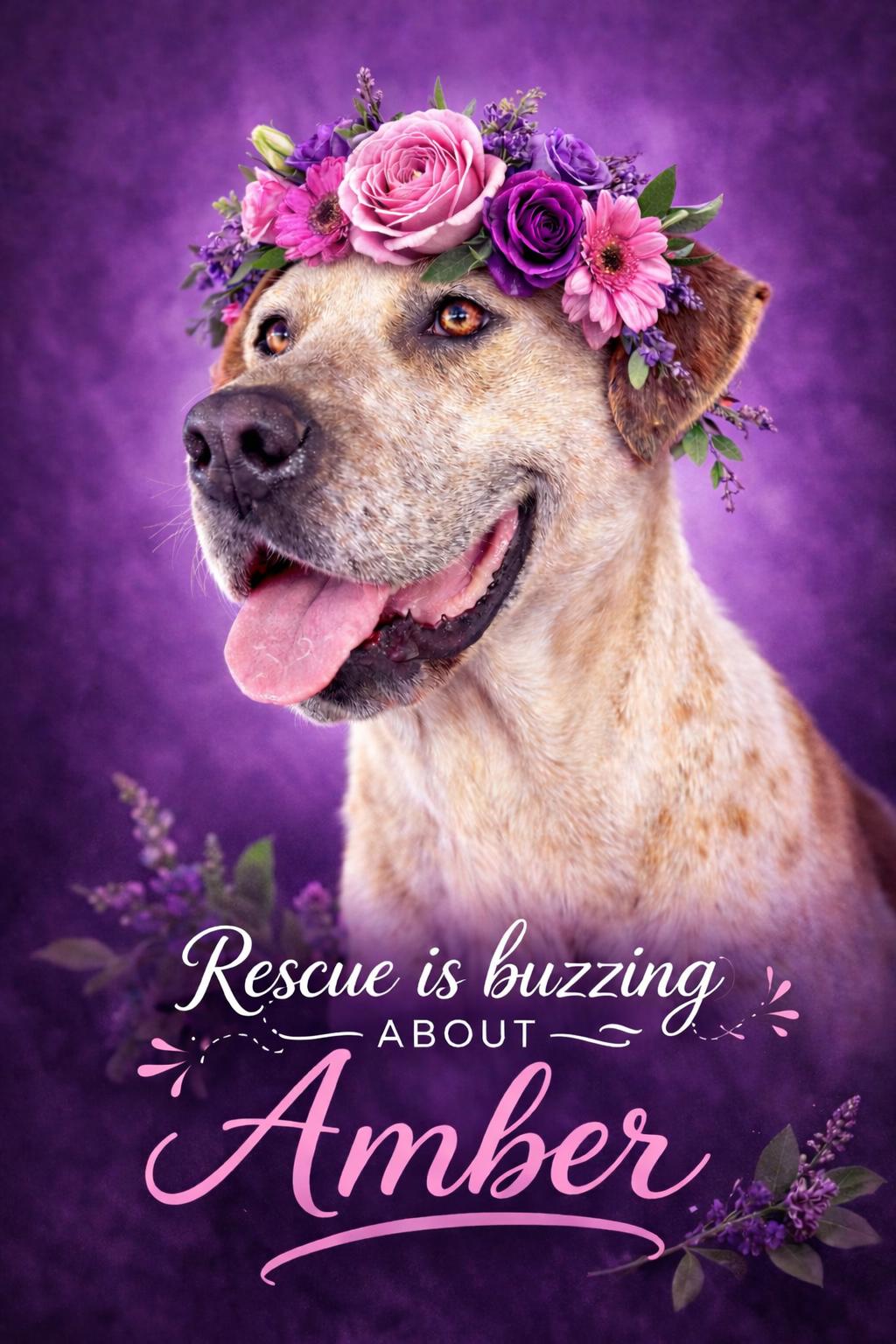 Enlarge Amber, a ADOPTABLE mixed breed in Cumming, GA image 4/5