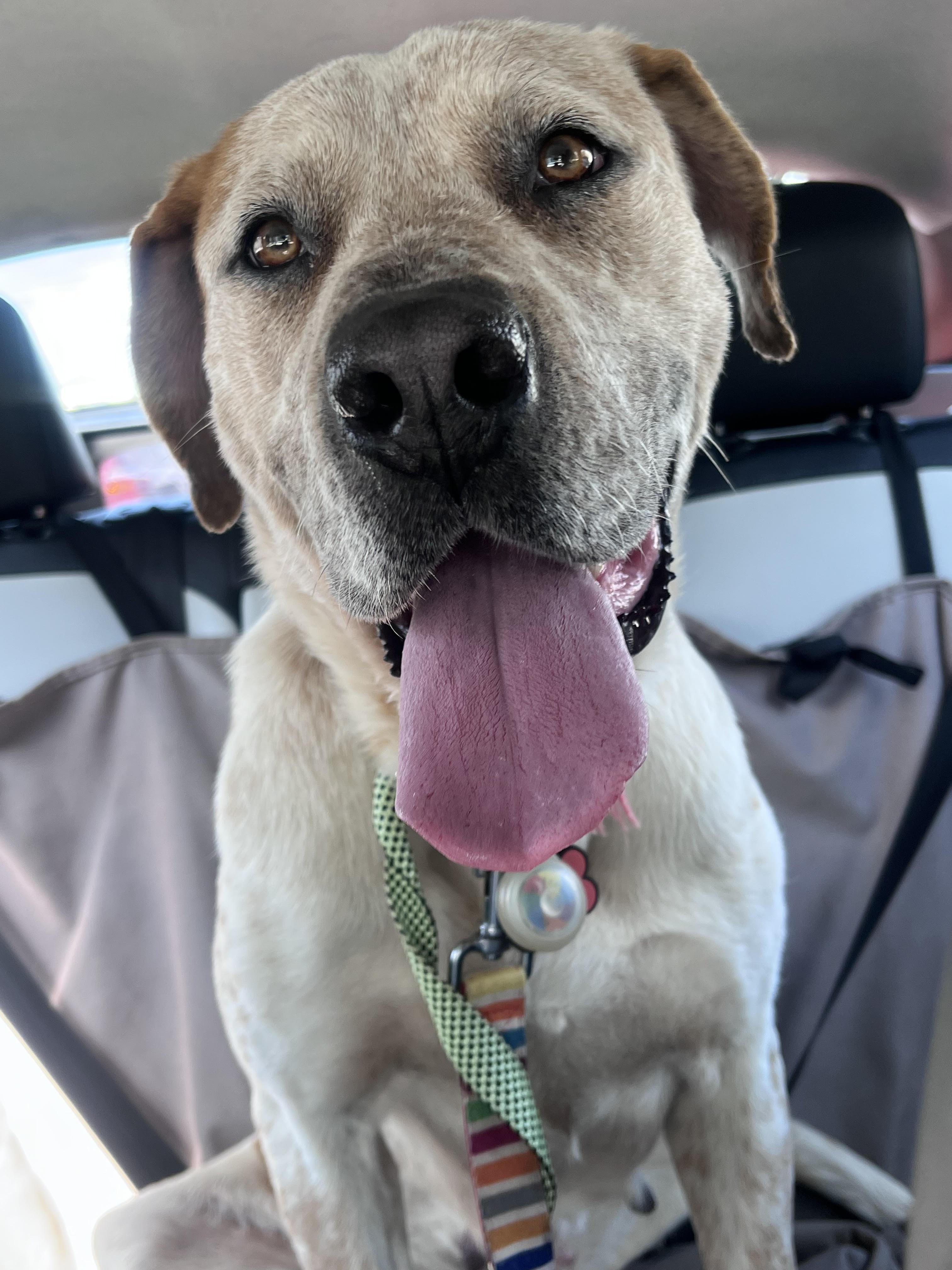 Enlarge Amber, a ADOPTABLE mixed breed in Cumming, GA image 5/5