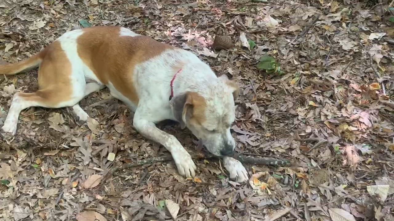 Enlarge Amber, a ADOPTABLE mixed breed in Cumming, GA video 6/6