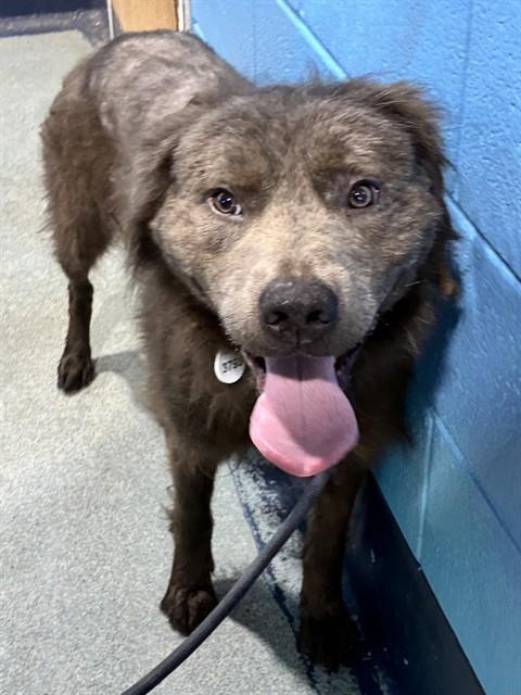 VINNIE, ADOPTABLE, Young • Male, Chow Chow & Mixed Breed.