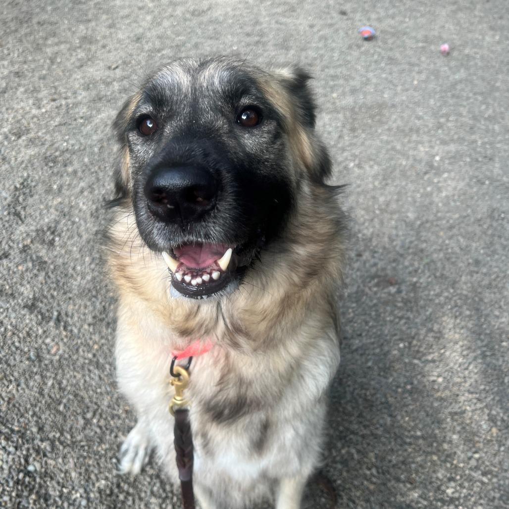 Lilac, Adoptable, Adult Female Anatolian Shepherd.