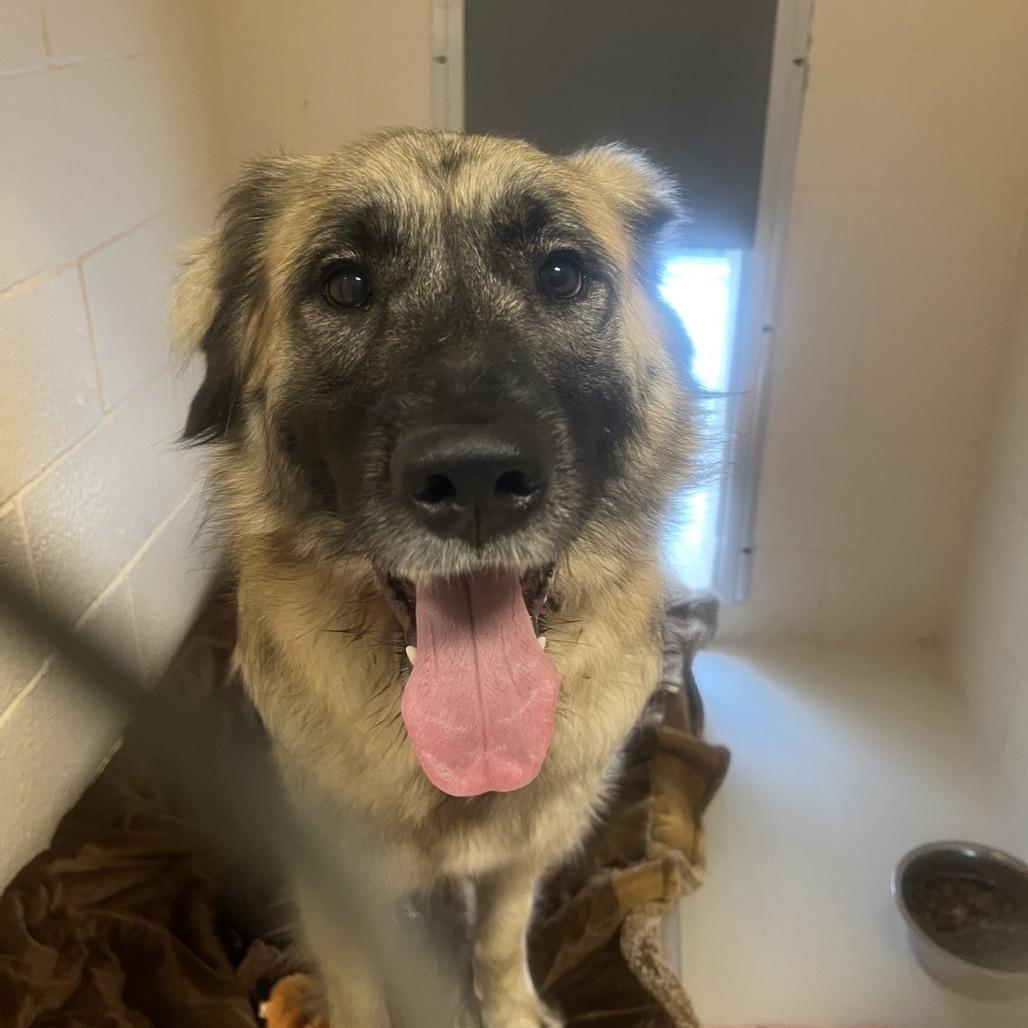 Enlarge Lilac, a Adoptable Anatolian Shepherd in Port Townsend, WA image 2/2