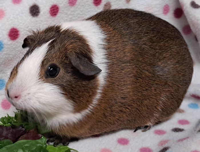 Enlarge Snickerdoodle, a ADOPTABLE Short-Haired in Gary, IN image 2/3
