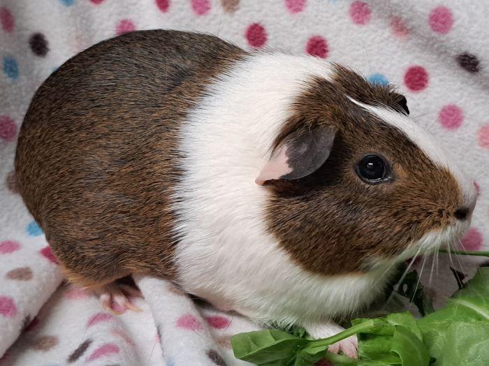 Enlarge Snickerdoodle, a ADOPTABLE Short-Haired in Gary, IN image 3/3